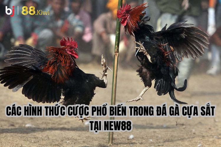 Các hình thức cược phổ biến trong đá gà cựa sắt tại New88