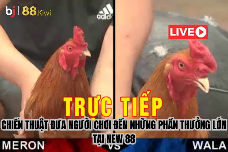 Chiến thuật đưa người chơi đến những phần thưởng lớn tại New 88