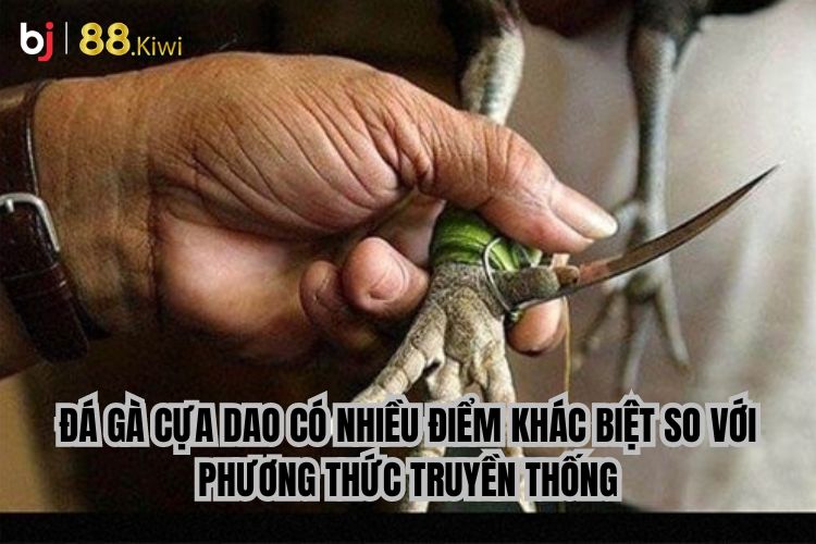 Đá gà cựa dao có nhiều điểm khác biệt so với phương thức truyền thống