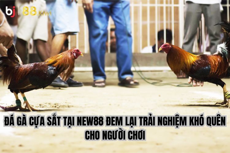 Đá gà cựa sắt tại New88 đem lại trải nghiệm khó quên cho người chơi