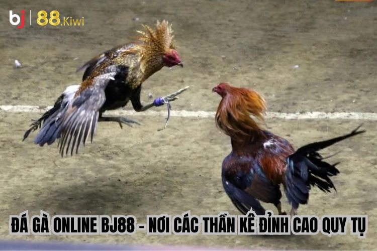 Đá Gà Online BJ88 - Nơi Các Thần Kê Đỉnh Cao Quy Tụ