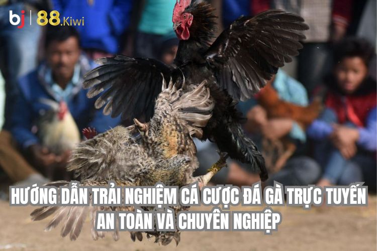 Hướng Dẫn Trải Nghiệm Cá Cược Đá Gà Trực Tuyến An Toàn và Chuyên Nghiệp