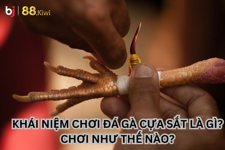 Khái niệm chơi đá gà cựa sắt là gì? Chơi như thế nào?