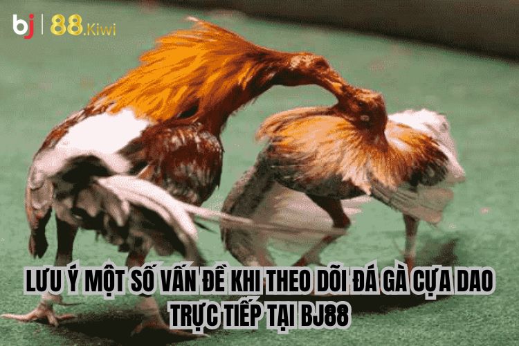 Lưu ý một số vấn đề khi theo dõi đá gà cựa dao trực tiếp tại BJ88