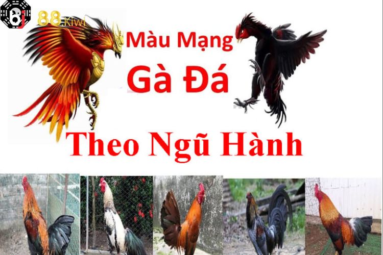 Màu mạng đá gà có ảnh hưởng lớn đến kết quả của trận đấu