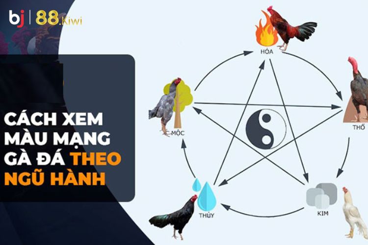 Những cách xem màu mạng đá gà để tăng vận may trong đá gà