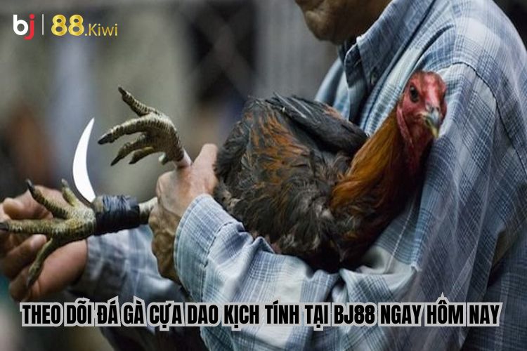 Theo dõi đá gà cựa dao kịch tính tại BJ88 ngay hôm nay 