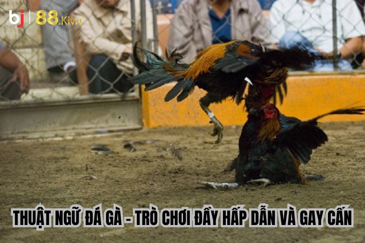 Thuật Ngữ Đá Gà - Trò Chơi Đầy Hấp Dẫn Và Gay Cấn