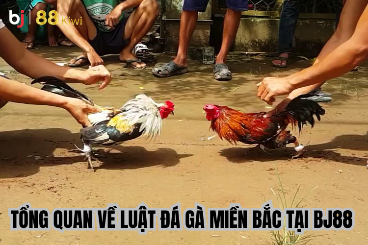 Tổng quan về luật đá gà miền Bắc 